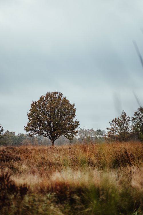 Free A solitary tree standing amidst a brown field under a blue sky, capturing rural tranquility. Stock Photo