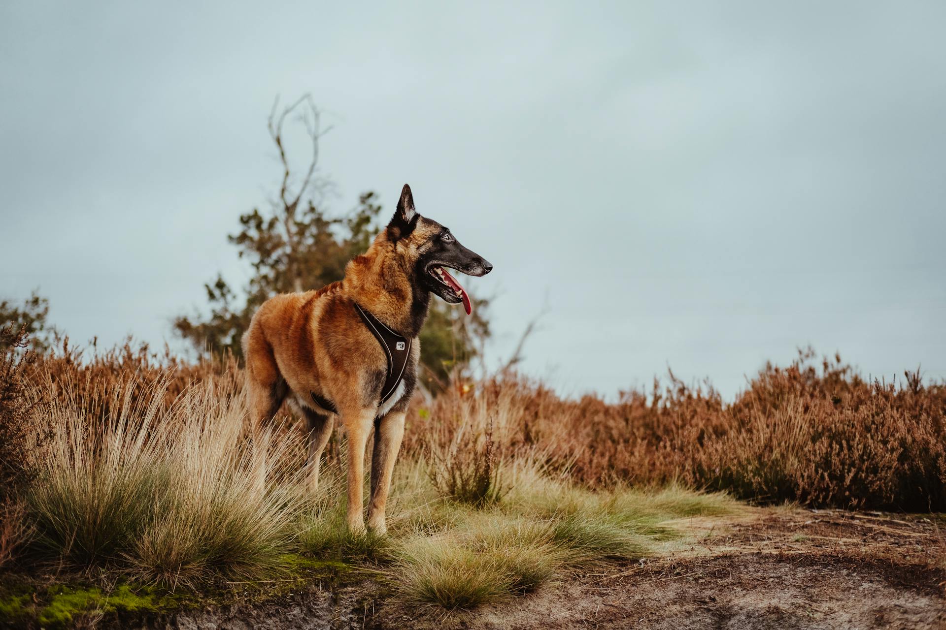 Malinois Dog Standing on Brown Field Under Blue Sky