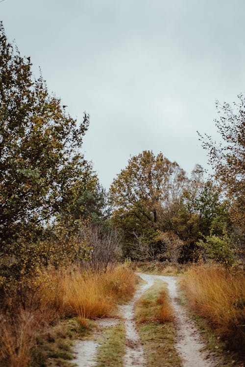 Dirt Road Between Tall Grass