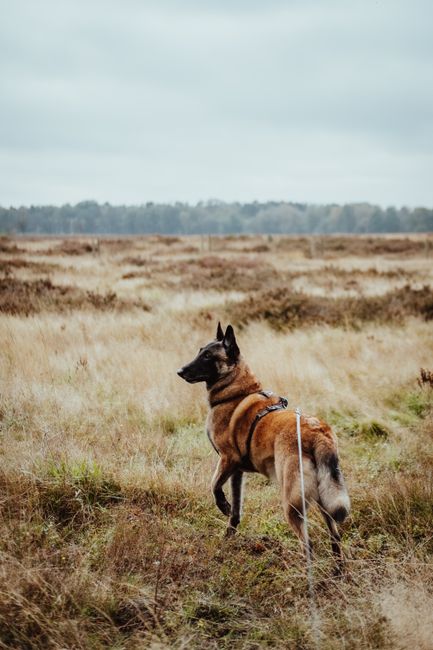 Capture of a Belgian Malinois dog standing alert in a vast countryside field.