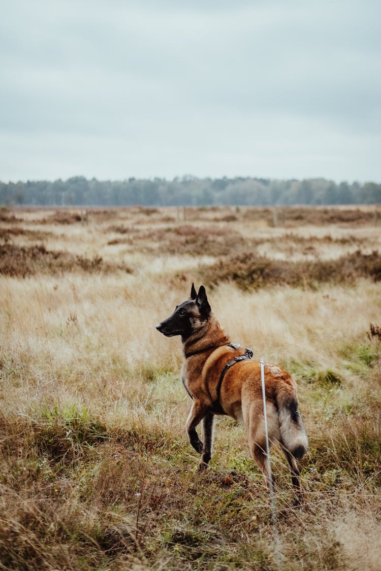 Dog Running In Wild Field