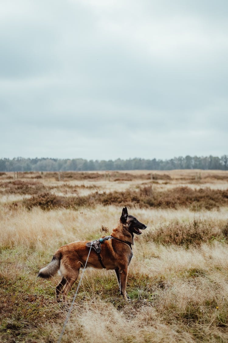 Happy Dog Walking In Field