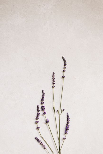 Simple lavender sprigs arranged against a clean white background, exuding a minimalist and modern vibe.