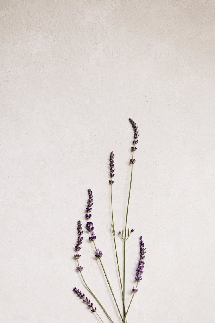 Lavender Plant On White Background