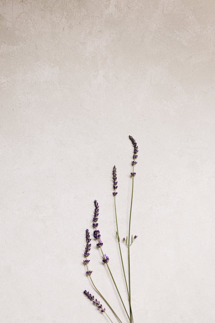 Lavender Plant On White Background