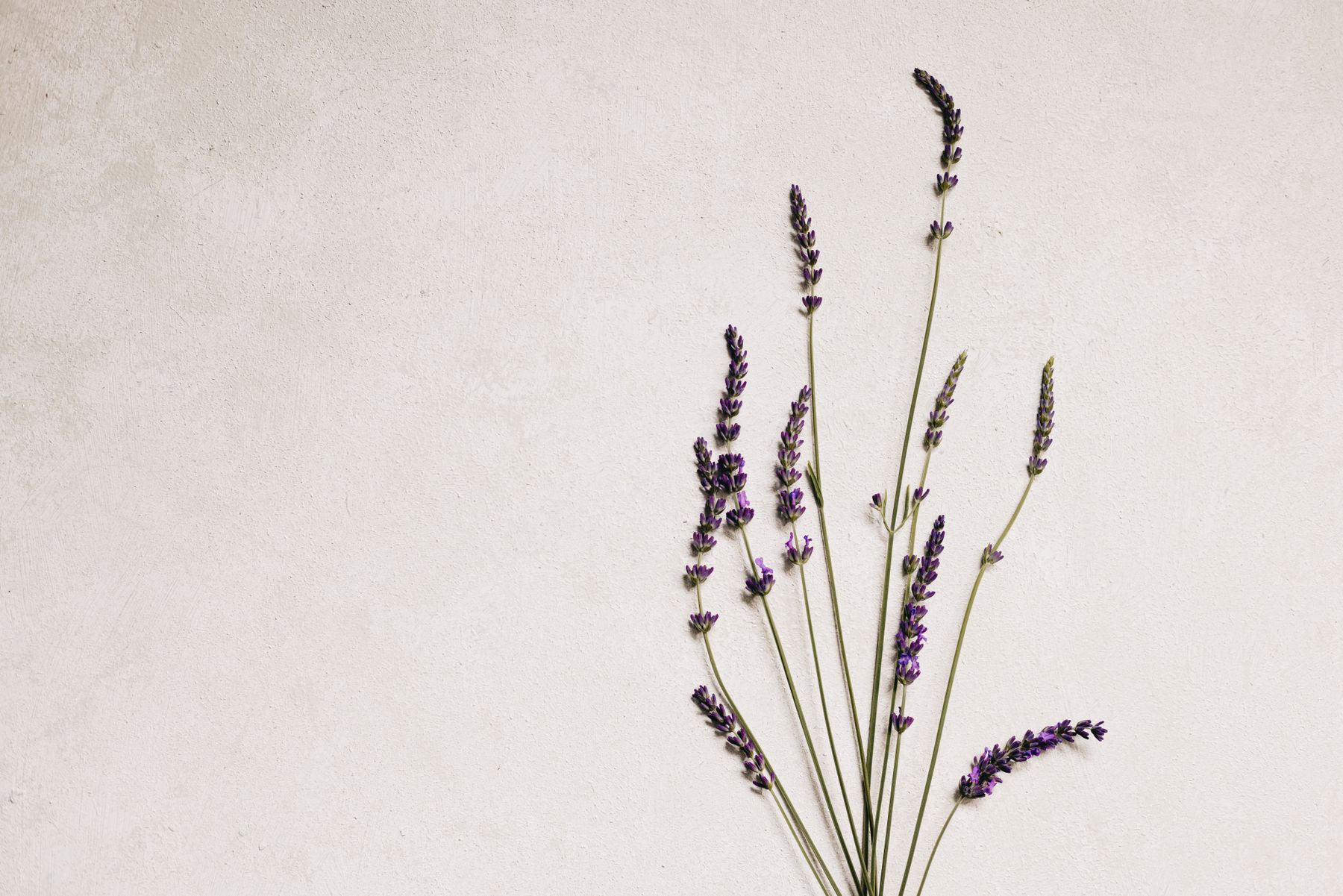 When an Old Plant May Be Beyond Repair — lavender pruning and care