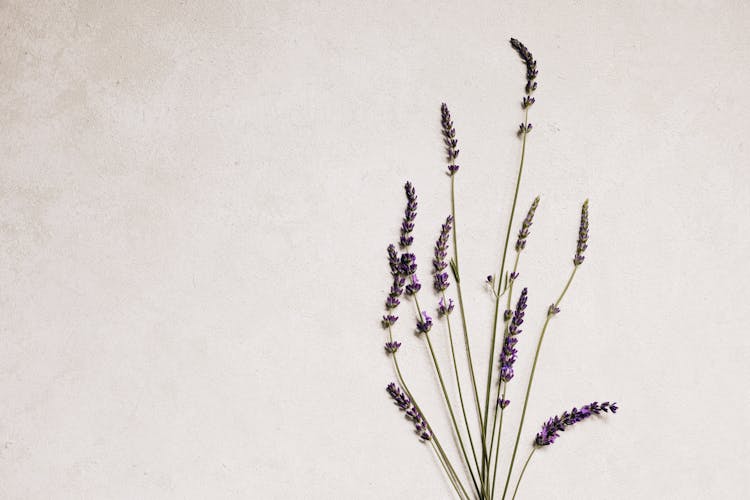 Lavender Plant On White Background