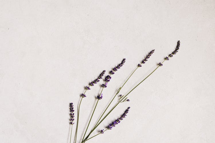 Lavender Flowers On White Background