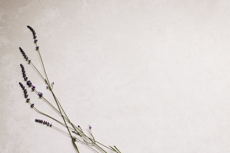 Lavender Flowers On White Background