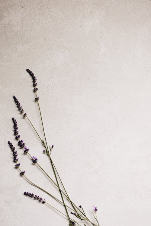 Lavender Plant on White Background