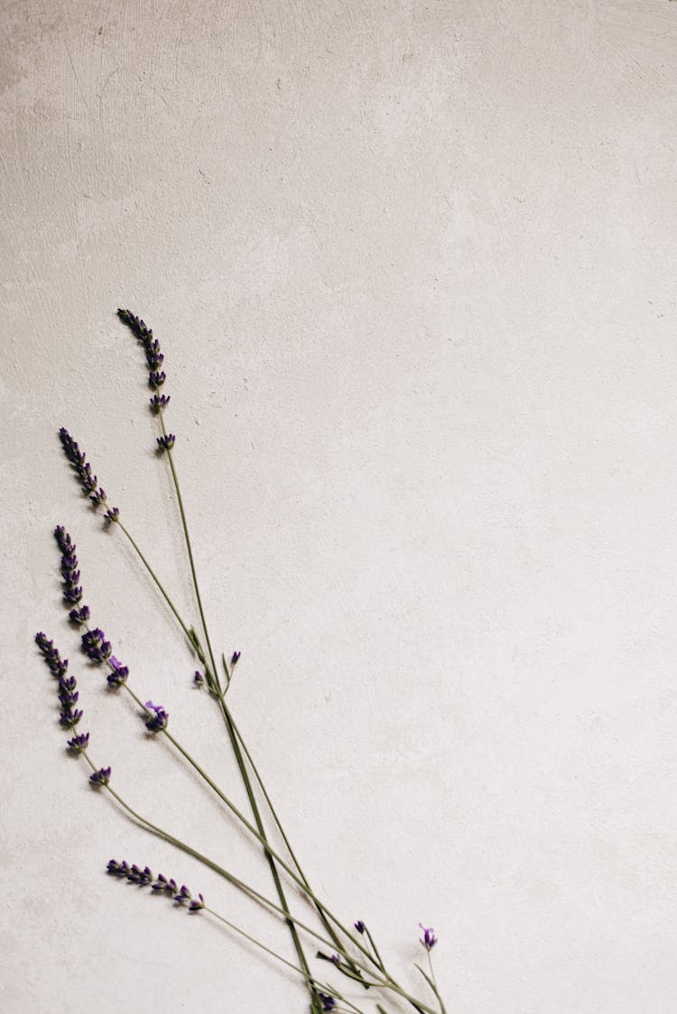 Lavender Plant On White Background