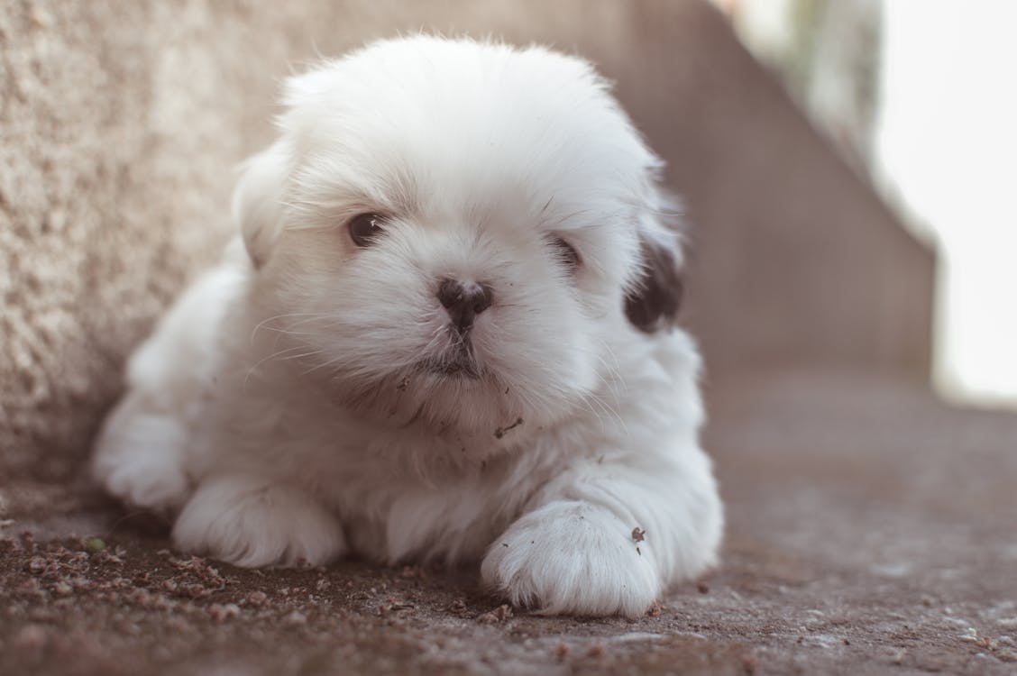 免費 白色長毛幼犬的特寫攝影 圖庫相片