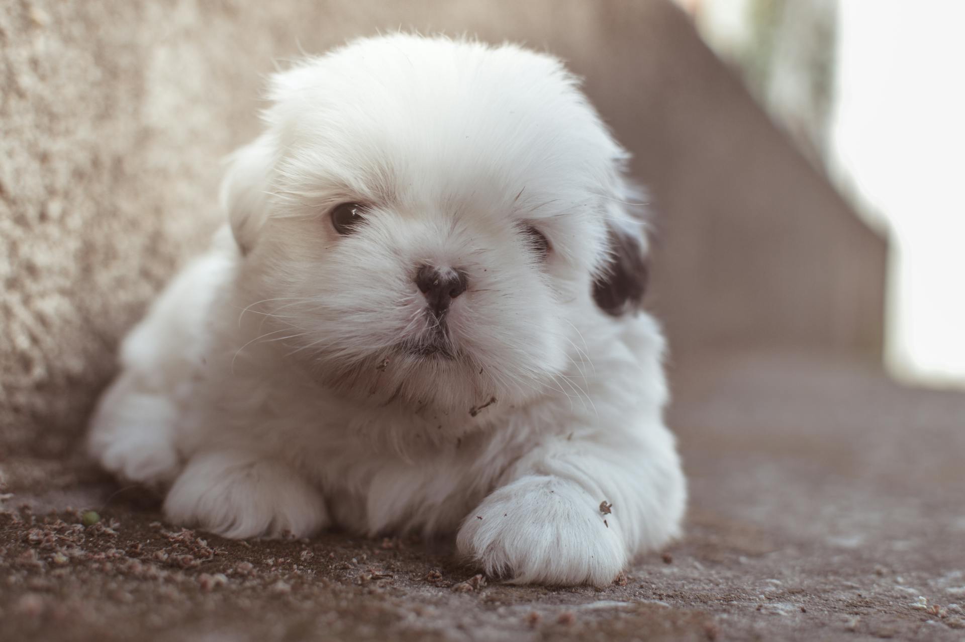 Close-up foto van een witte langharige puppy