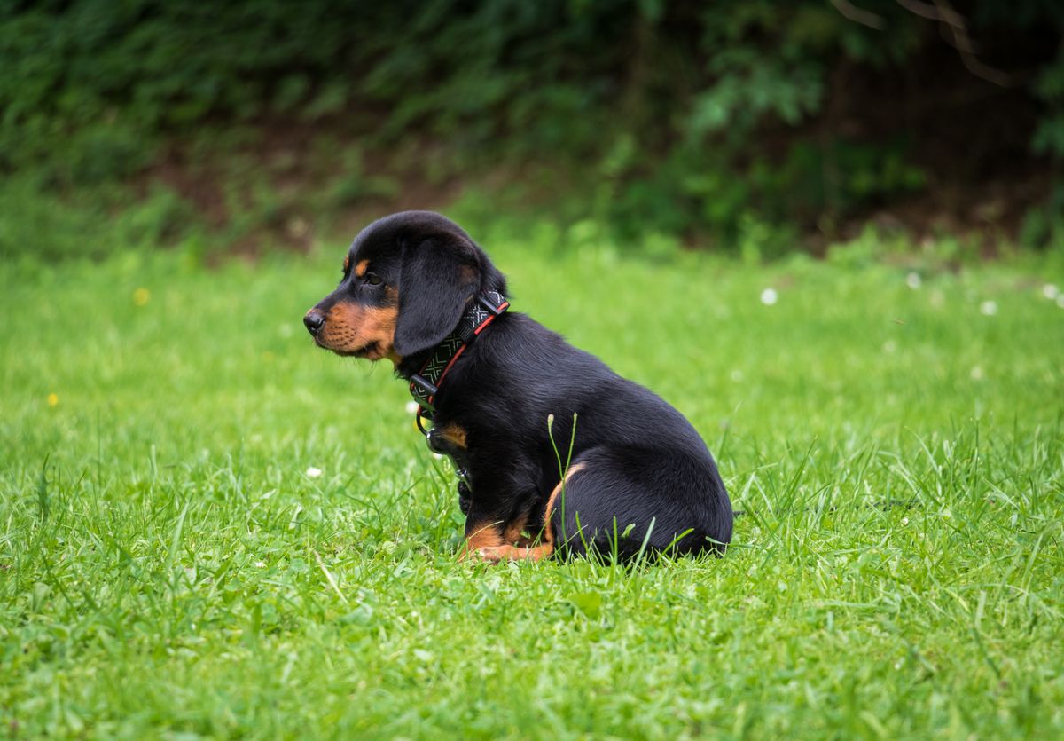 Young black and tan Rottweiler puppy sitting in grass at around 12 weeks old