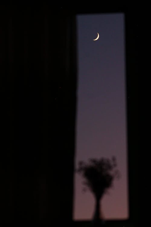 Silhouette of Tree Below a Crescent Moon during Night Time