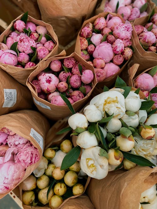 Immagine gratuita di bouquet, colpo di testa, fiori