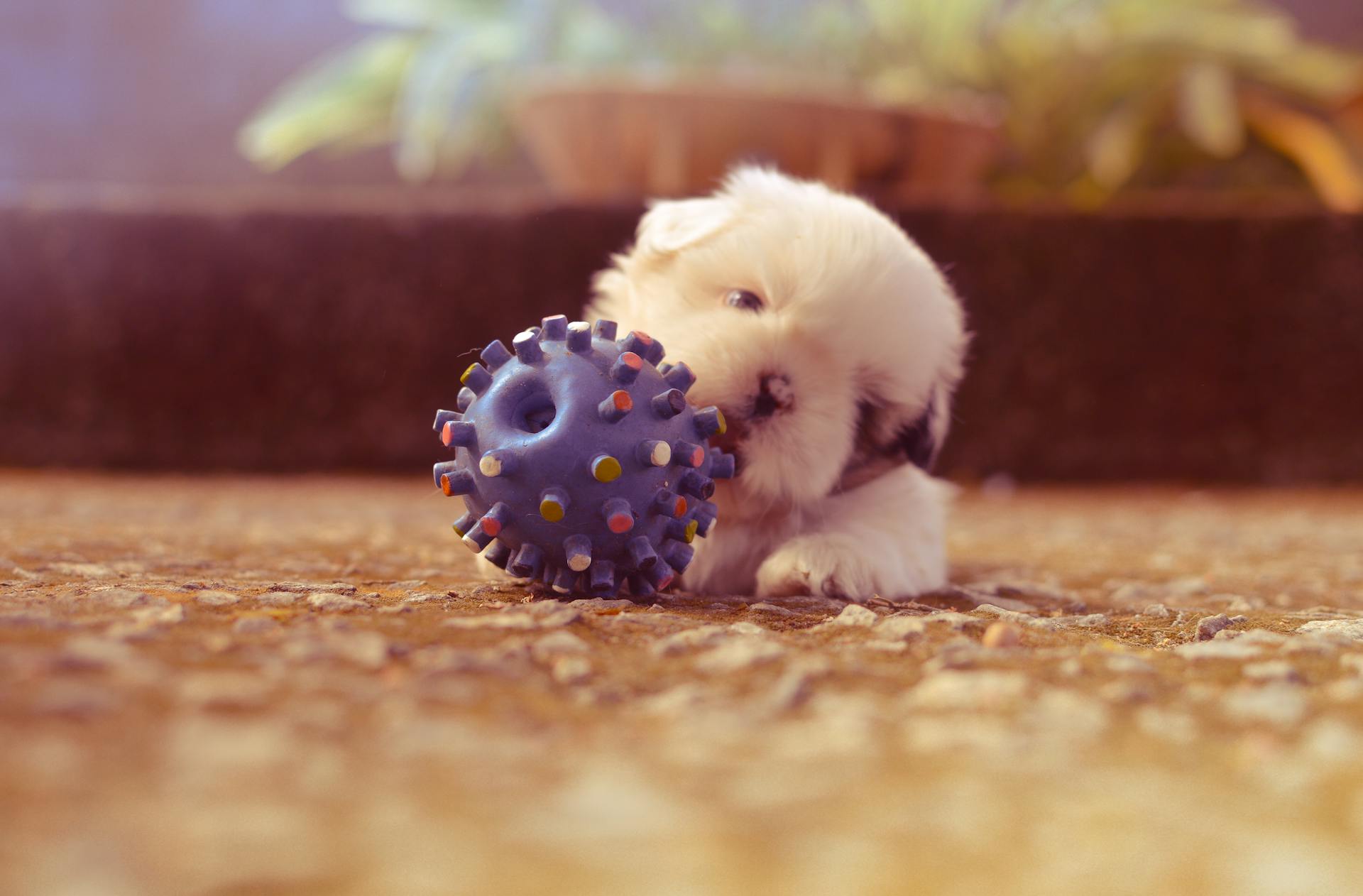 Valp som leker med spiky ball Toy Selective Focus Photography