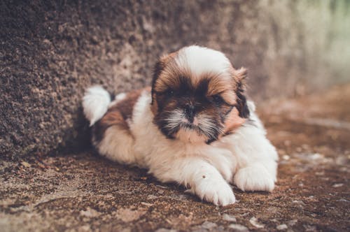 White and Brown Short Coated Puppy