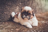 这只可爱的年轻西施犬躺在地上，展示着蓬松的皮毛和表情丰富的眼睛