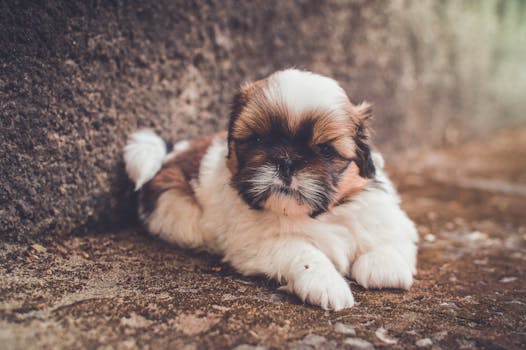 White and Brown Short Coated Puppy