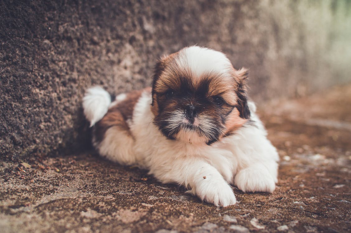 Free White and Brown Short Coated Puppy Stock Photo