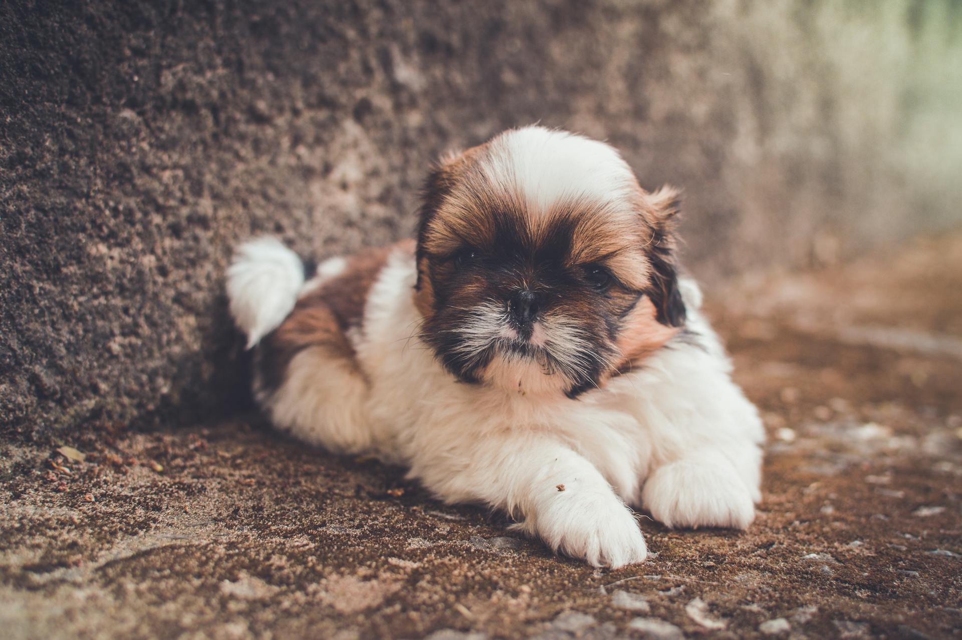 White and Brown Short Coated Puppy