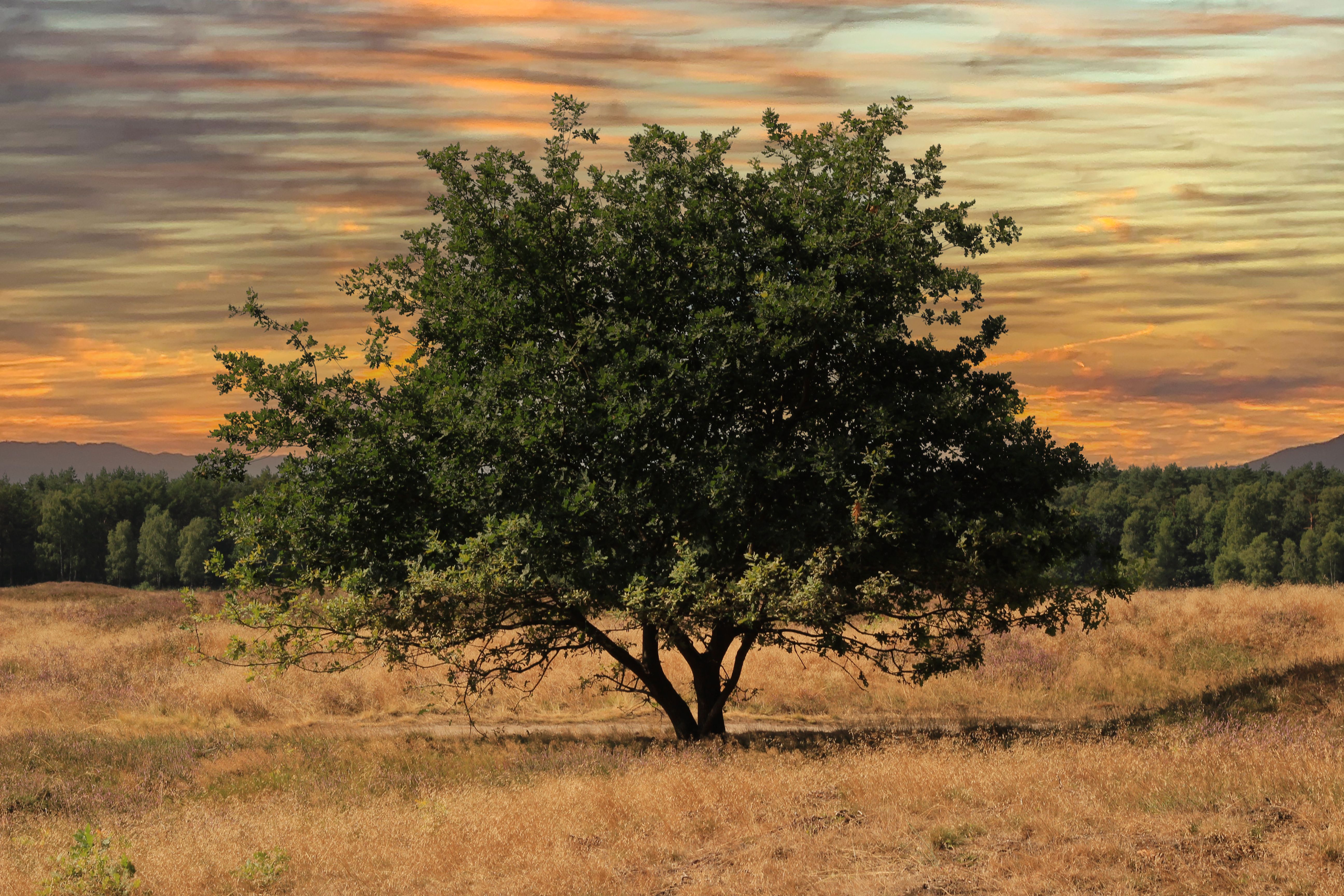 Tree in the Middle of Brown Grass Field · Free Stock Photo
