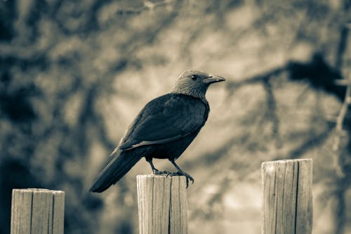 Black Crow Standing on Wooden Fence