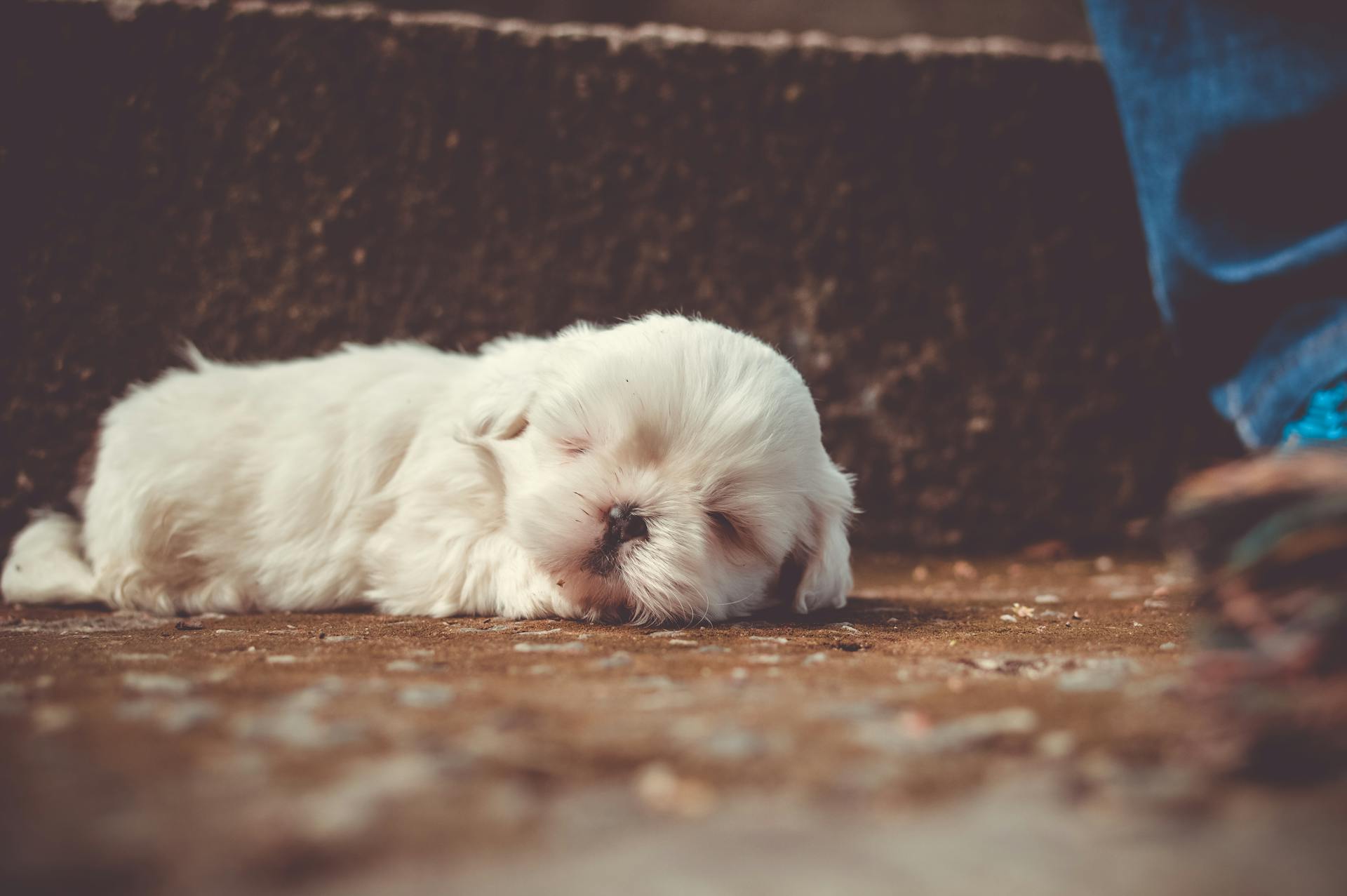 Slaapende kleine witte hond