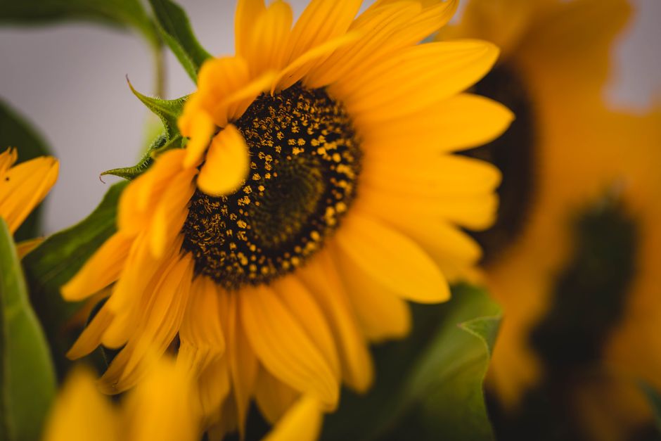 Close-up of vibrant sunflowers in full bloom with bright yellow petals and lush green leaves.