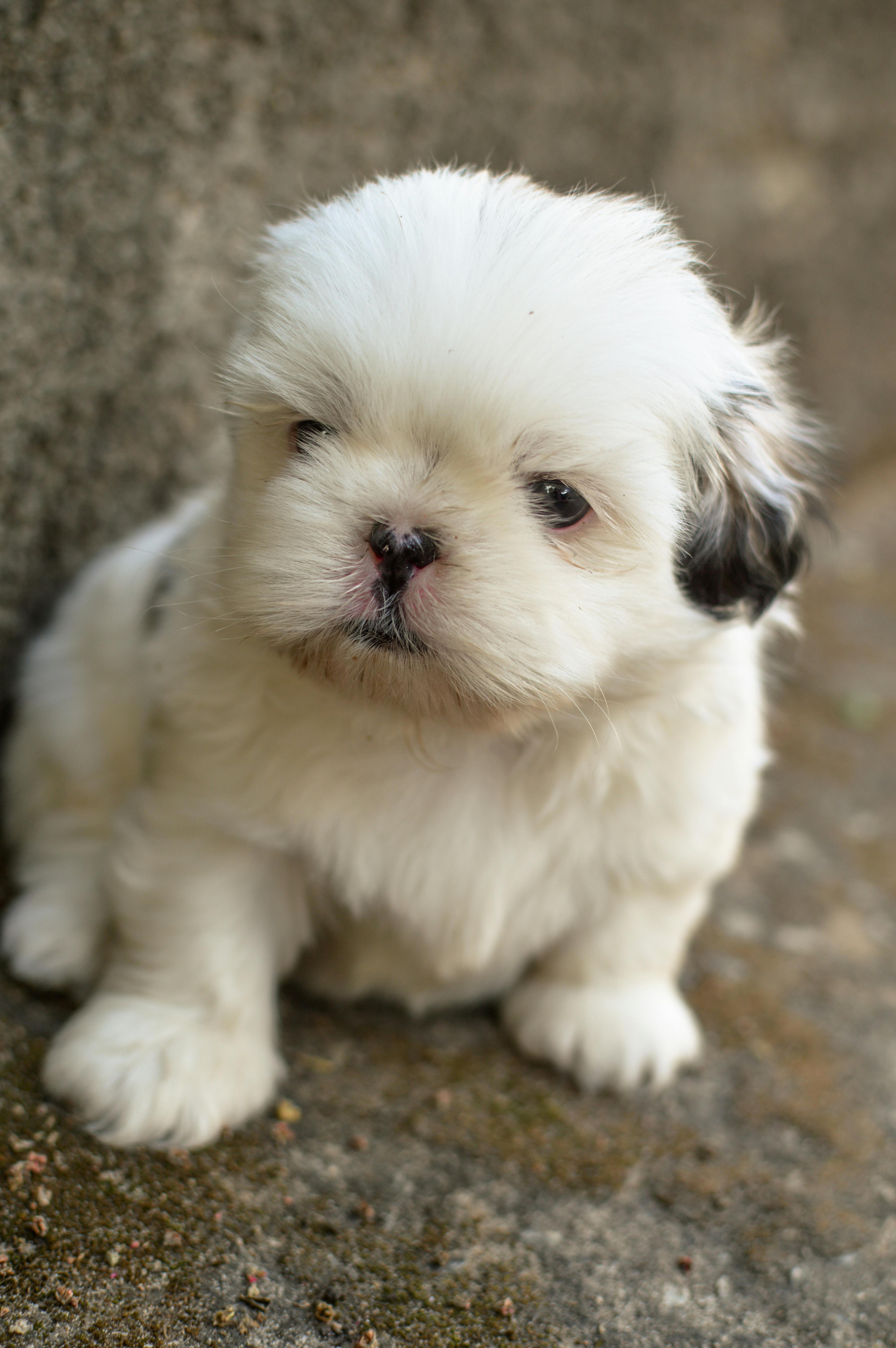 White and Black Shih Tzu Puppy \u00b7 Free Stock Photo