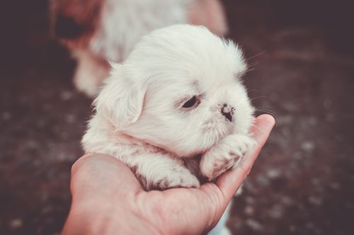 Free Cute fluffy Shih Tzu puppy resting gently in a palm outdoors, perfect for pet lovers. Stock Photo