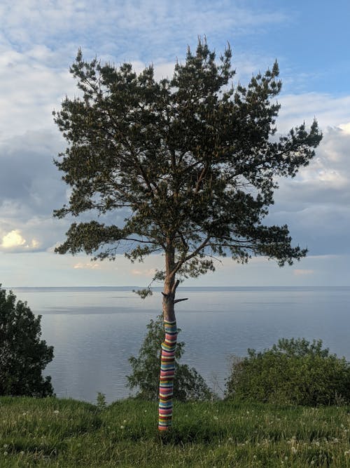 Immagine gratuita di albero, cielo, erba verde