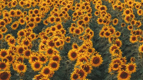 Free Photo of a Sunflower Field Stock Photo