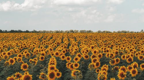 A Sunflower Field Under the White Clouds