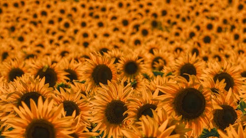 Ilmainen kuvapankkikuva tunnisteilla auringonkukat, kasvikunta, keltaiset kukat