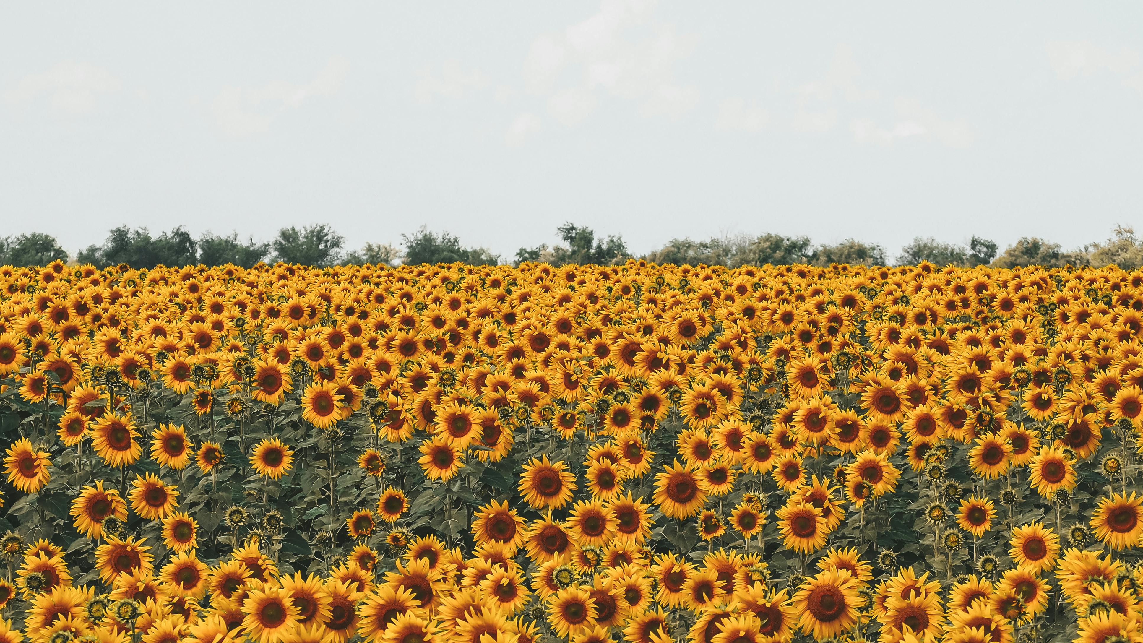 A beautiful and expansive sunflower field under a bright, clear sky, exuding the essence of summer.