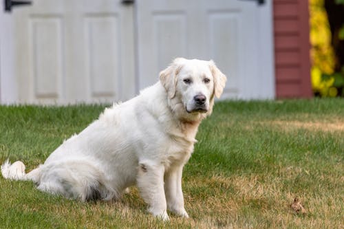 Darmowe zdjęcie z galerii z fotografia zwierzęcia, golden retriever, pies