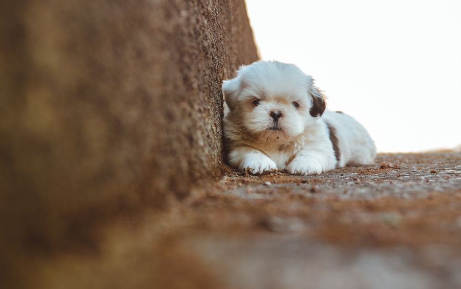 狗狗