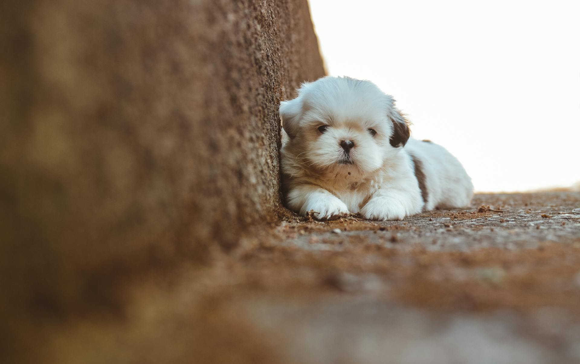 Selektiv fokusfotografering av Shih Tzu vid trappan