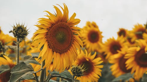 Yellow Sunflower in Close Up Photography