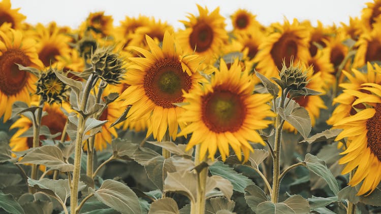 Yellow Sunflowers In Bloom