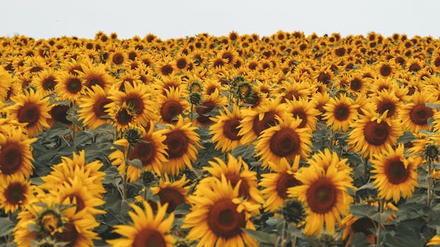 An expansive field of sunflowers in full bloom illuminated by daylight, showcasing vivid yellow petals.