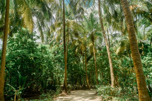 Free Serene tropical pathway surrounded by coconut palm trees and vibrant greenery. Stock Photo
