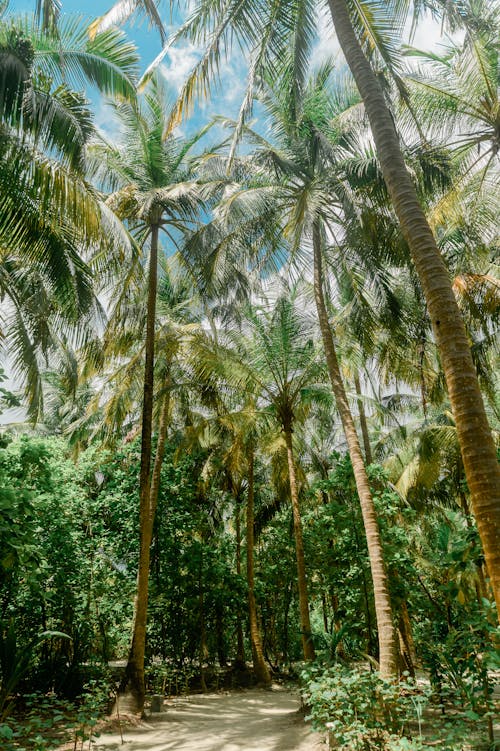 Trees in the Forest 