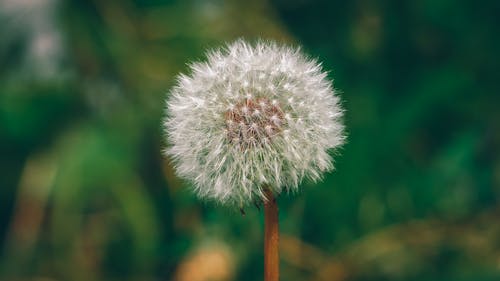 Kostenloses Stock Foto zu blume, löwenzahn, nahansicht