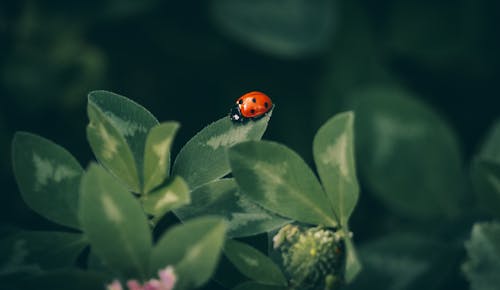 Free Close-up of Ladybug on Green Leaf Stock Photo