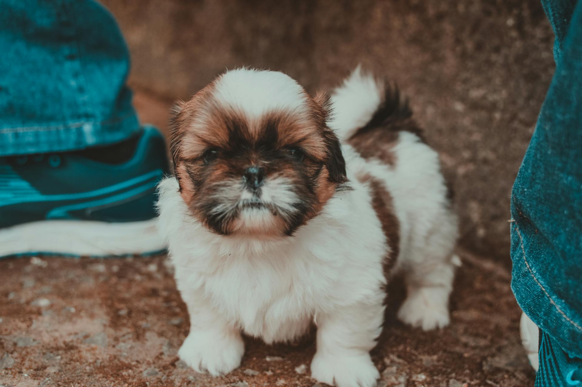 Photographie sélective de Tan et du Shih Tzu blanc