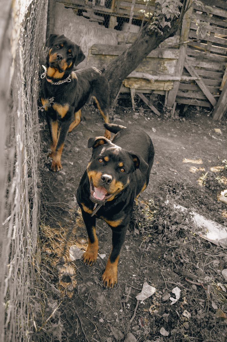 Black And Brown Rottweiler Dogs