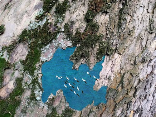 Free stock photo of bark, lake platanus, landscape